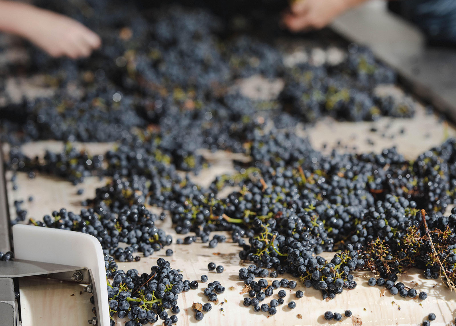 A close-up view of numerous dark grapes spread out on a table, with two people sorting through them in the background. Some of the grapes are still attached to their stems.