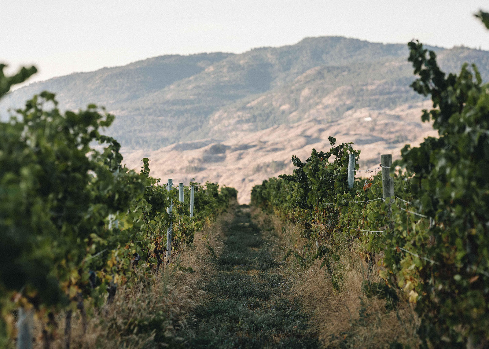 A vineyard with rows of grapevines stretching into the distance. The vines are lush and green, supported by wooden stakes. Behind the vineyard, a mountainous landscape rises under a partly cloudy sky, creating a serene and picturesque scene.