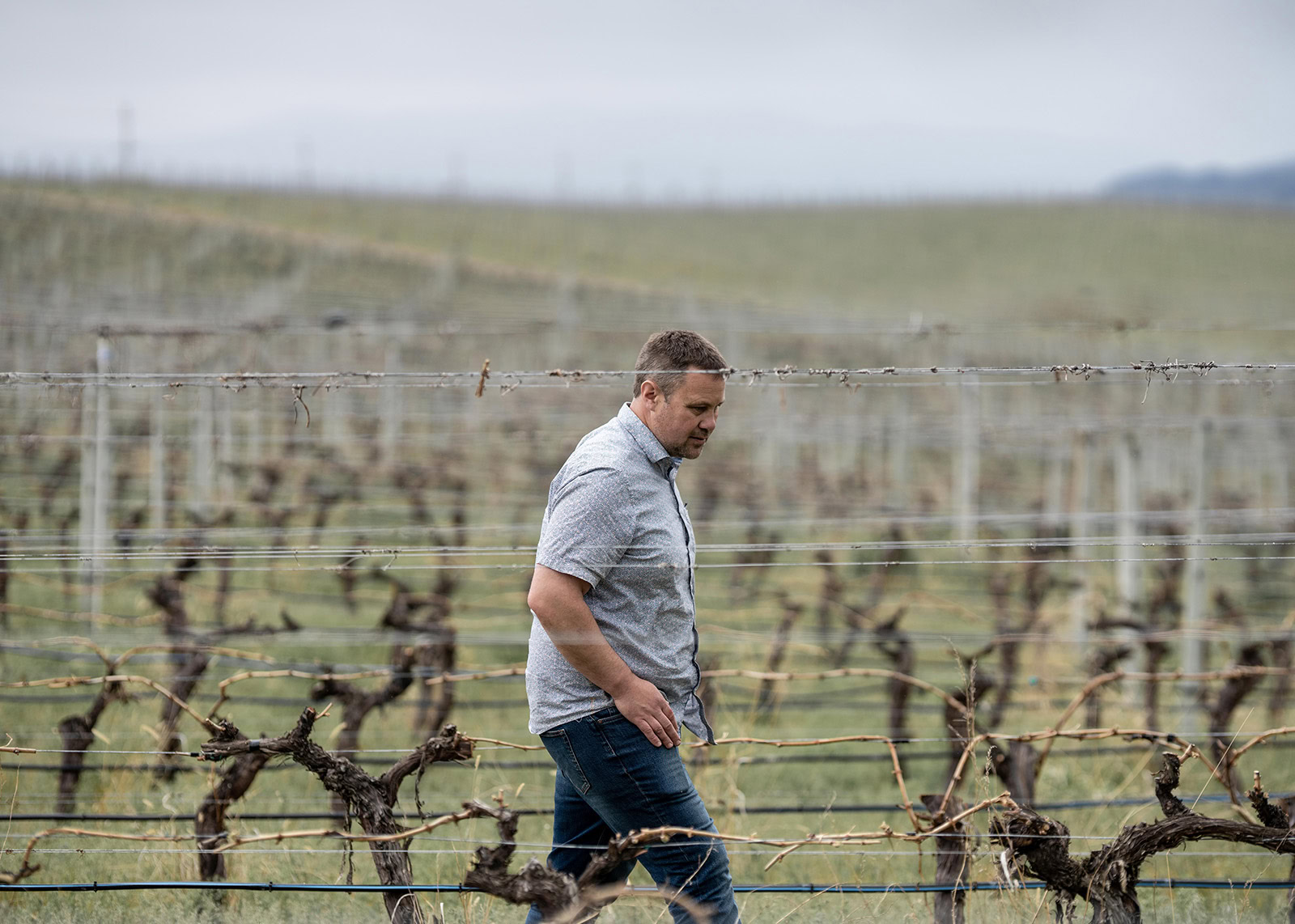 A man wearing a short-sleeved shirt and jeans walks through a vineyard during the day. The vineyard features rows of grapevines with newly sprouted leaves, and the landscape in the background includes rolling hills under a cloudy sky.