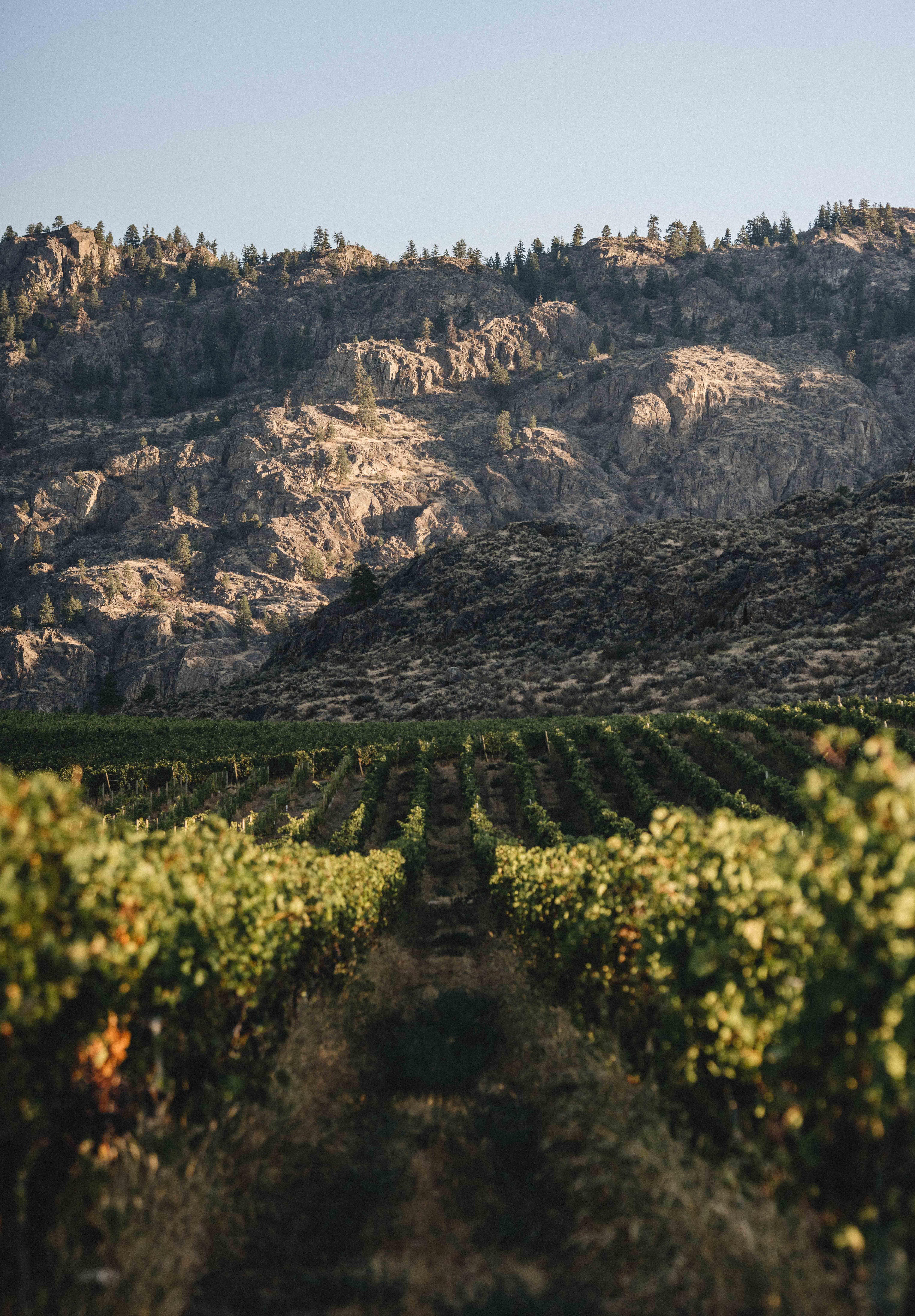 A lush vineyard stretches into the distance with rows of grapevines leading towards a backdrop of rugged, rocky mountains under a clear sky. The sunlight highlights the textures of the terrain and the greenery of the vineyard.