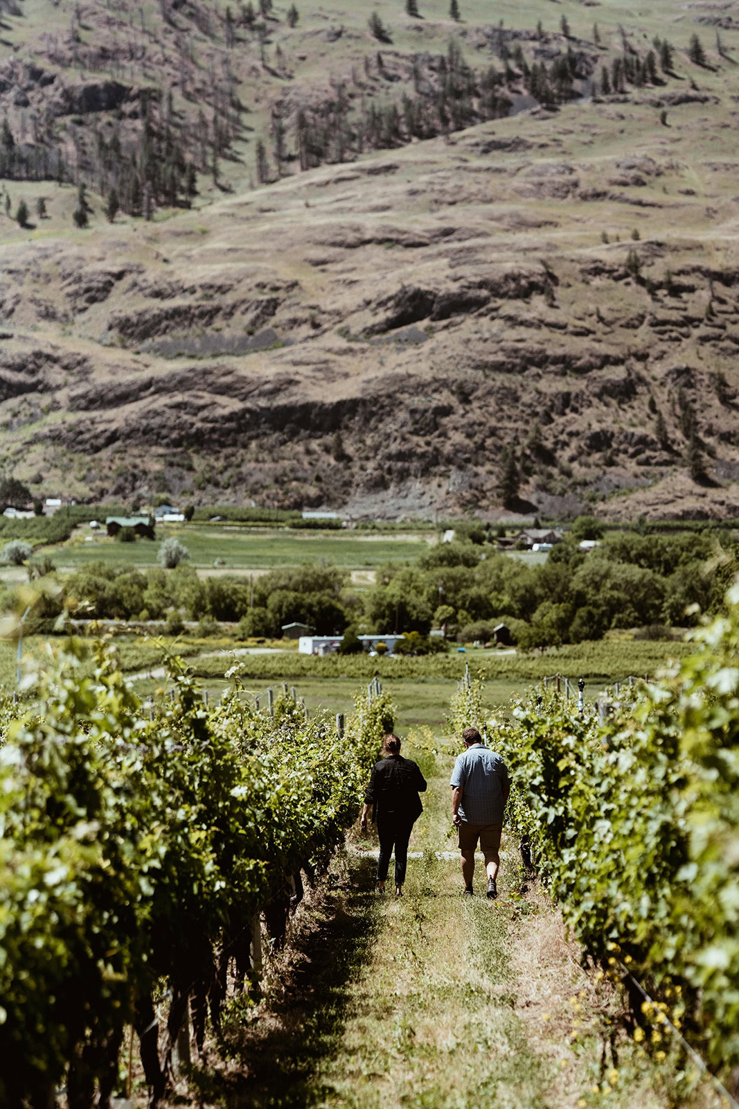 Two people walk through rows of grapevines in a vineyard, surrounded by lush greenery. Rolling hills rise in the background, showcasing a rugged terrain with sparse vegetation. The scene is peaceful and expansive, with a primarily overcast sky.