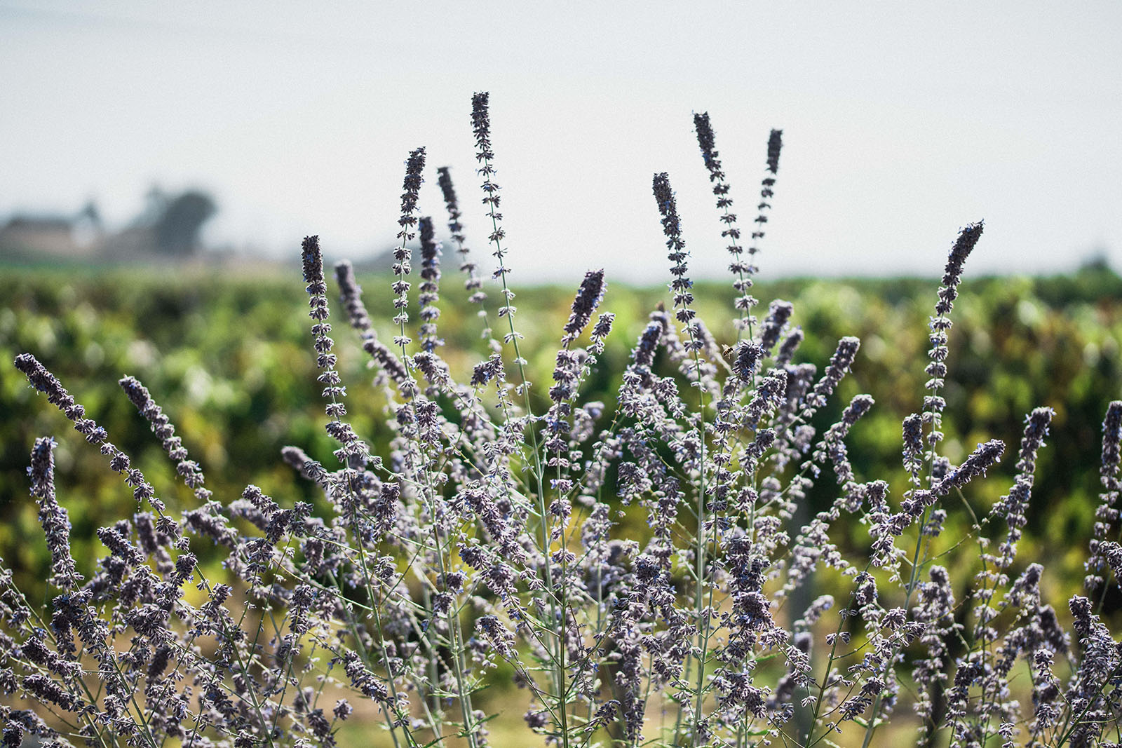 Close-up view of a field of lavender plants in full bloom with tall, purple flower spikes standing out prominently. In the blurred background, there are rows of grapevines and a distant farmhouse under a misty, light blue sky.