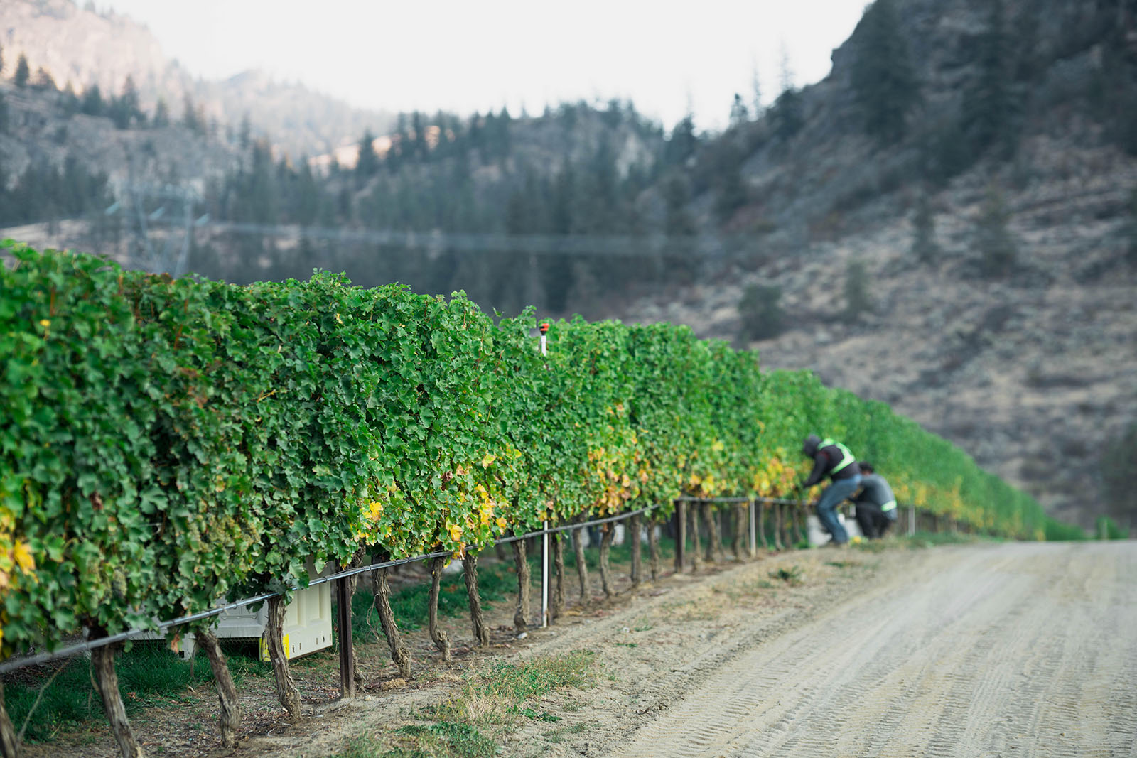 A vineyard scene with lush, green grapevines stretching into the distance. Two people are working among the vines on the right side, with the backdrop of a mountainous landscape. The sky is clear, creating a serene ambiance.